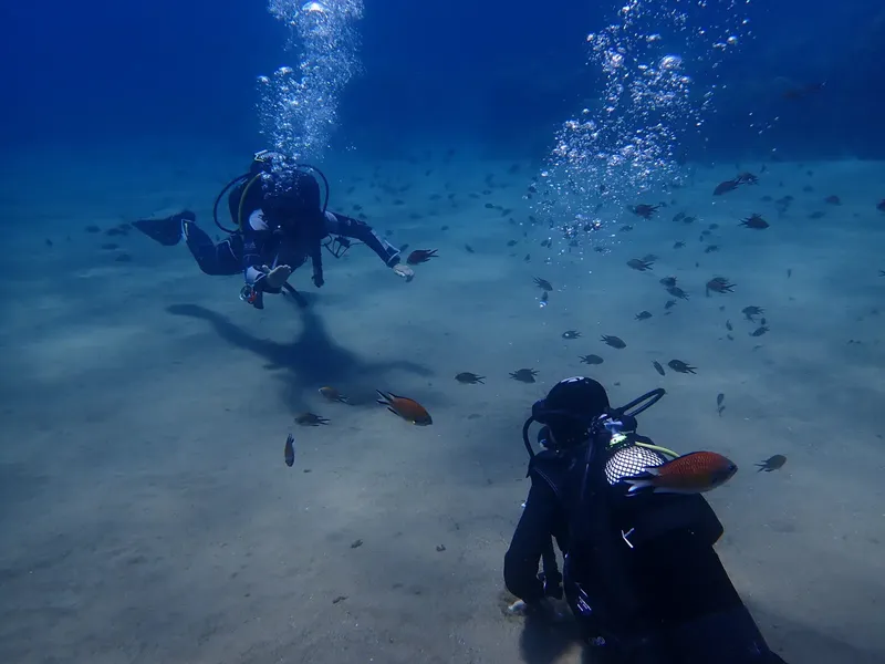 Deux plongeurs explorent un fond marin sablonneux avec des poissons