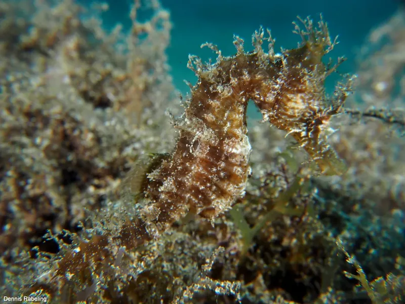 Hippocampe camouflé parmi des algues et de la végétation marine