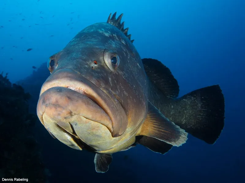 Gros mérou brun nageant face à la caméra en milieu marin