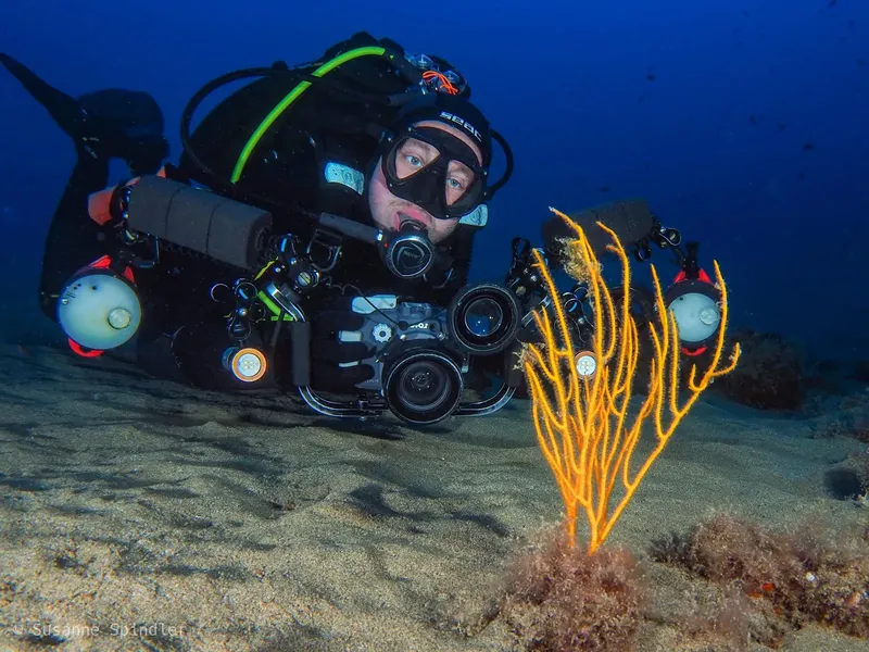 Plongeur photographiant une gorgone orange sur fond sableux bleu