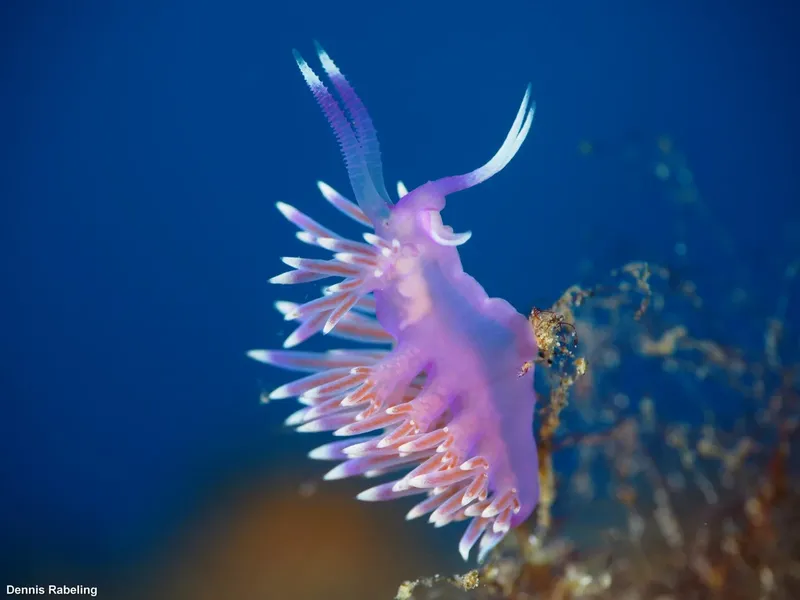 Nudibranche violette avec branchies plumeuses nageant dans l'eau bleue