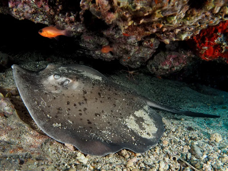 Raie manta vue de près, reposant sur le fond marin rocheux