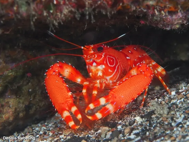 Homard rouge et blanc sur fond rocheux, prise de vue sous-marine