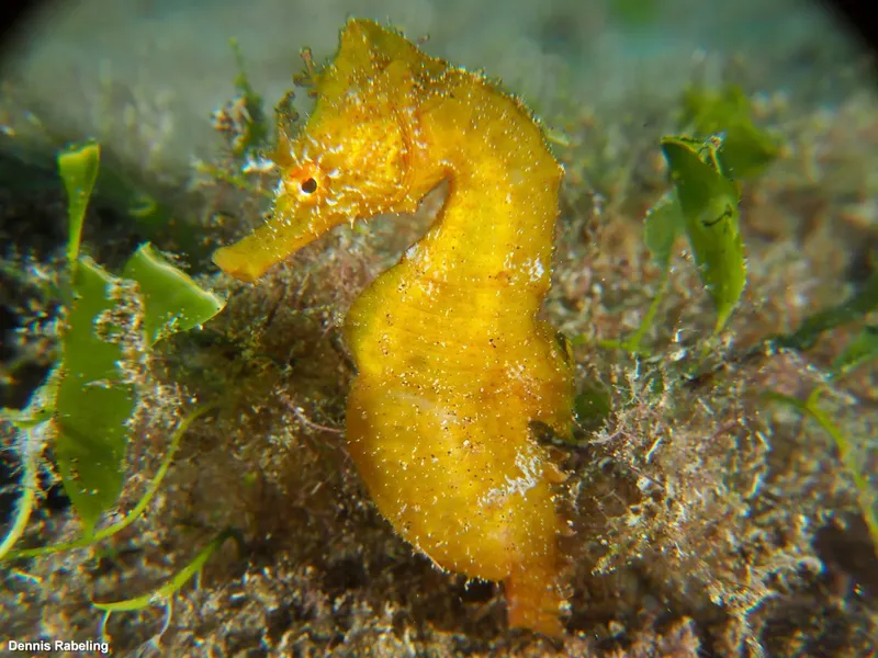 Hippocampe jaune se fondant dans un environnement marin végétal et rocheux