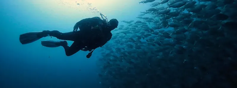 Plongeur evoluant au milieu d'un banc de poissons argentés en mer