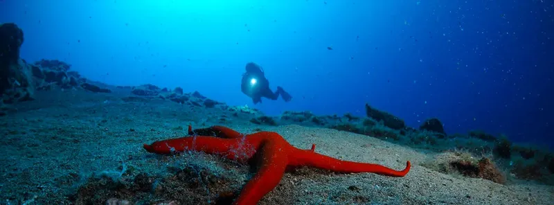 Étoile de mer rouge allongée sur le fond marin avec un plongeur