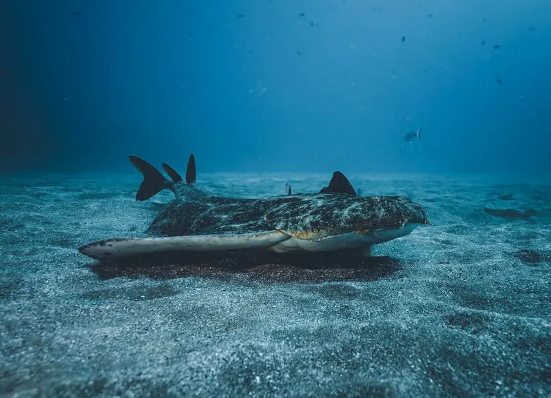 Requin tapis sur le fond sablonneux en milieu aquatique bleu