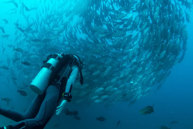 Plongeur au milieu d'un banc de poissons en mer bleue