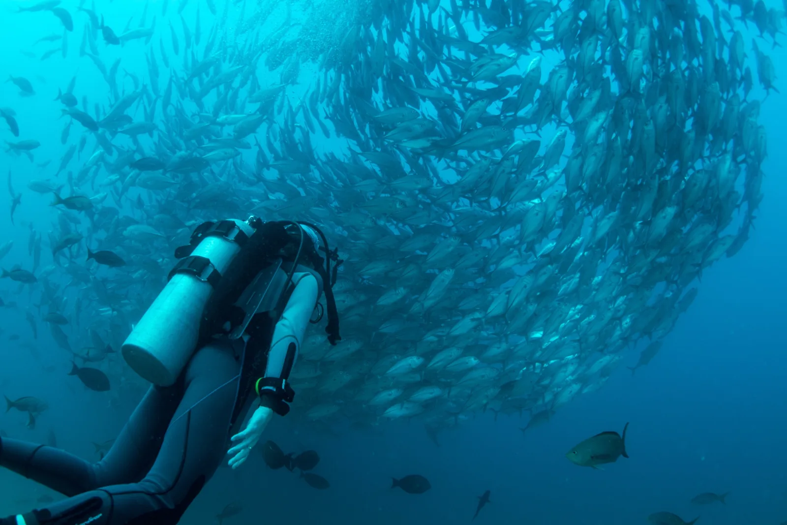 Go Diving