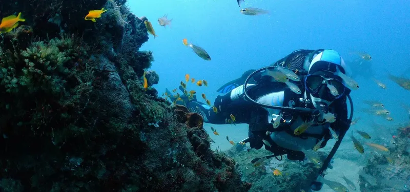 Plongeur explorant un récif corallien avec de nombreux poissons colorés