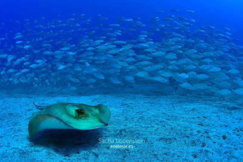 Raie manta nageant au milieu d'un banc de carangues en mer