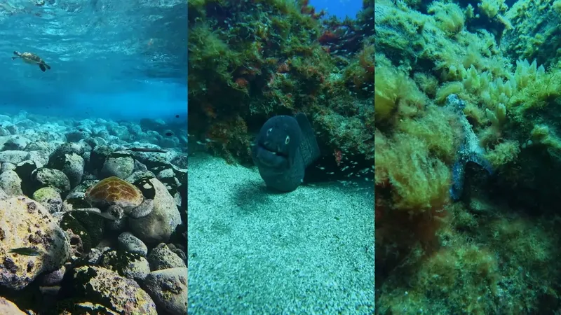 Trois images sous-marines : tortue, murène, et nudibranche sur roche