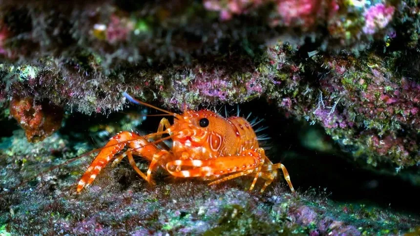 Un petit crabe rouge et blanc se cache parmi les coraux
