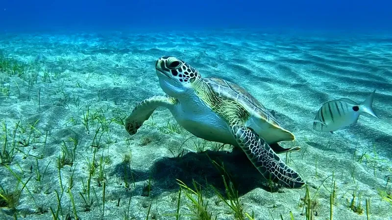 Tortue marine nageant au-dessus d'un fond sablonneux avec des herbes marines