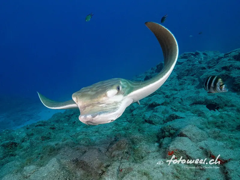 Raie manta nageant au-dessus d'un fond rocheux et de petits poissons