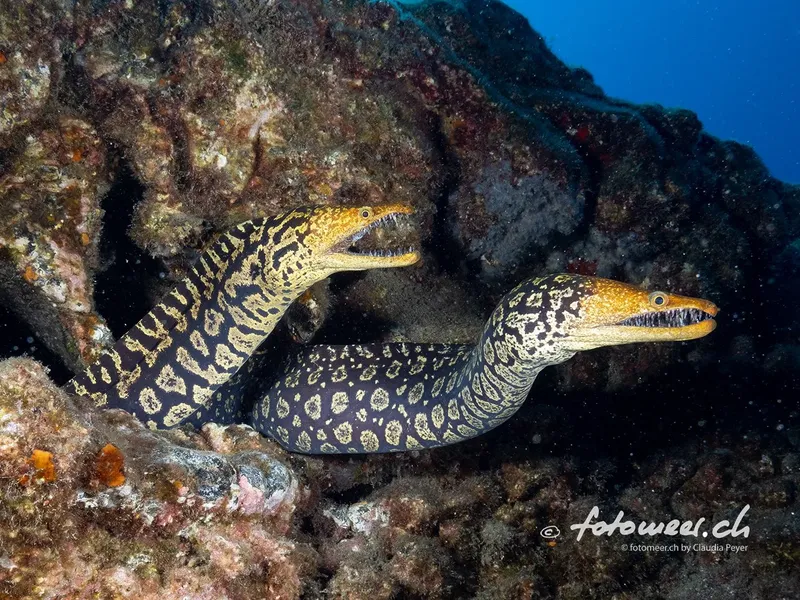 Deux murènes tachetées sortent d'un trou dans un récif corallien