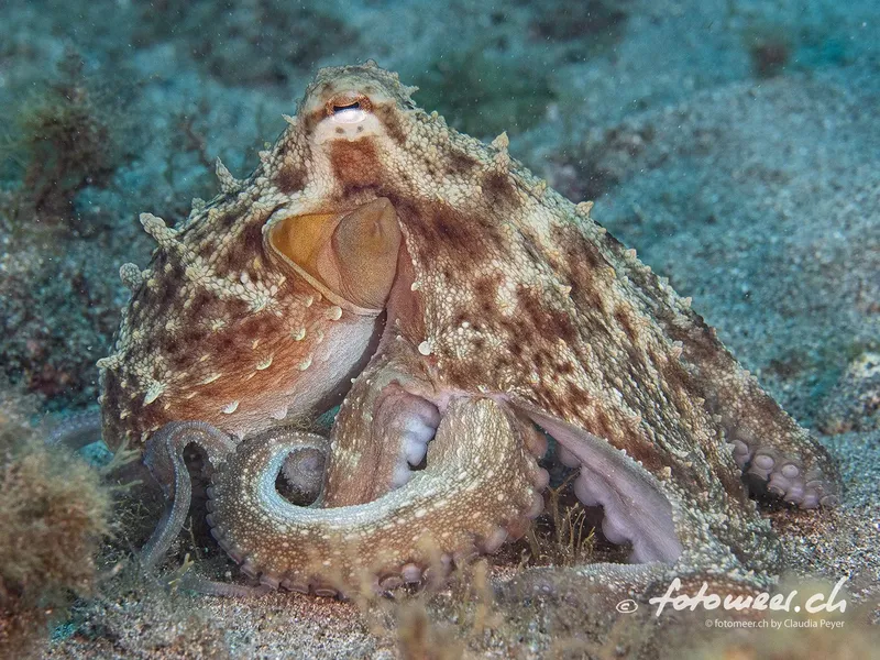 Un poulpe se camoufle sur le fond marin rocheux et sableux