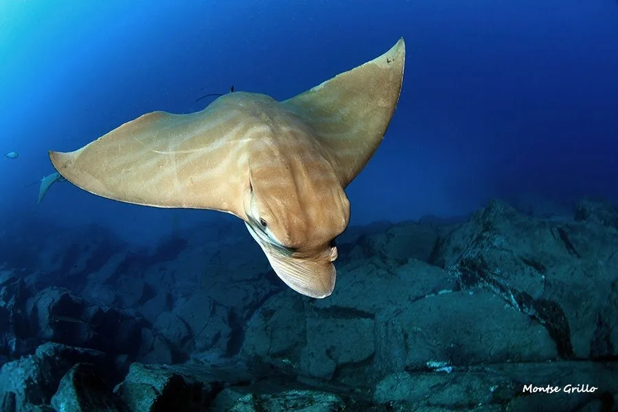 Raie manta nageant gracieusement dans les eaux bleues au-dessus d'un récif rocheux