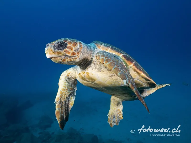 Tortue marine nageant paisiblement dans l'eau bleue, lumière naturelle