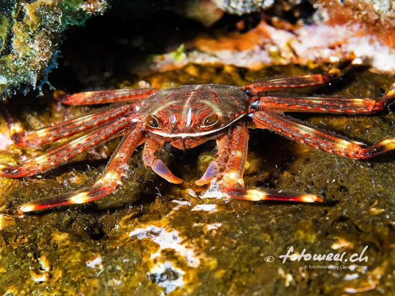 Crabe rouge et blanc sur fond rocheux, prise de vue sous-marine