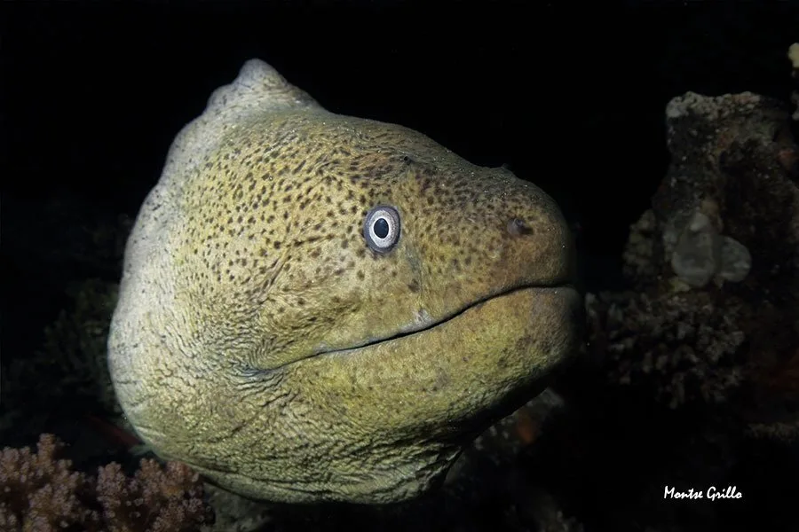 Gros plan d'une murène, regardant fixement, dans l'obscurité sous-marine