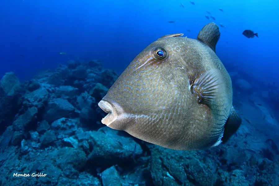 Poisson-coffre nageant près d'un récifal rocheux en milieu marin bleu