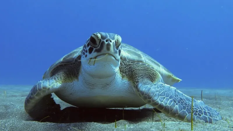 Tortue marine nageant paisiblement dans les eaux bleues, regardant la caméra