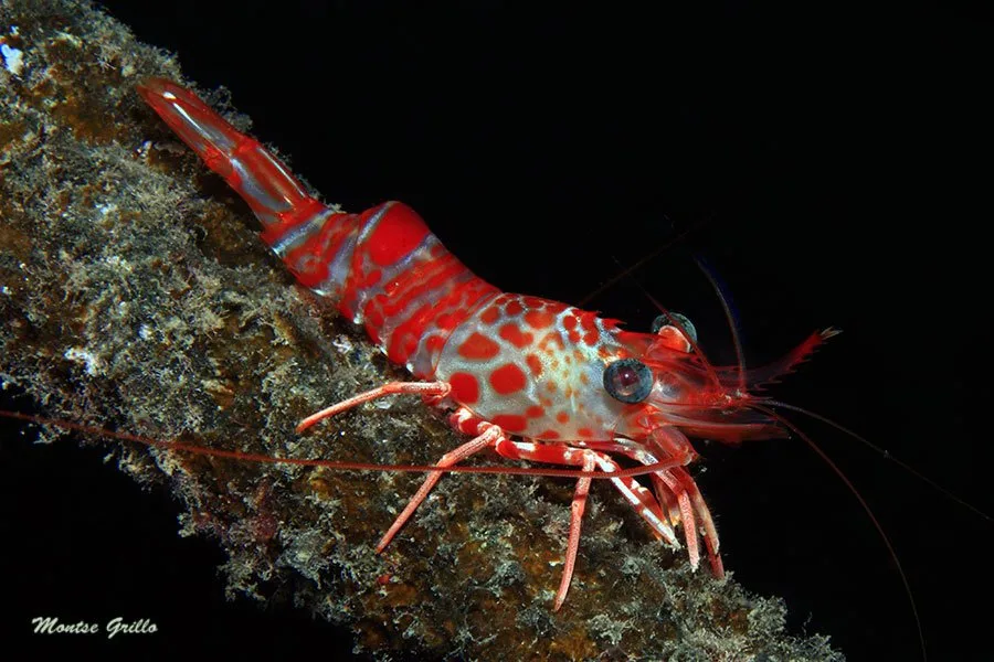 Crevette rouge et blanche sur un fond rocheux sombre en mer