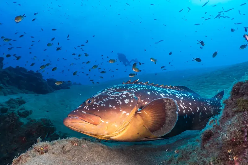 Grand mérou brun entouré d'un banc de petits poissons bleus