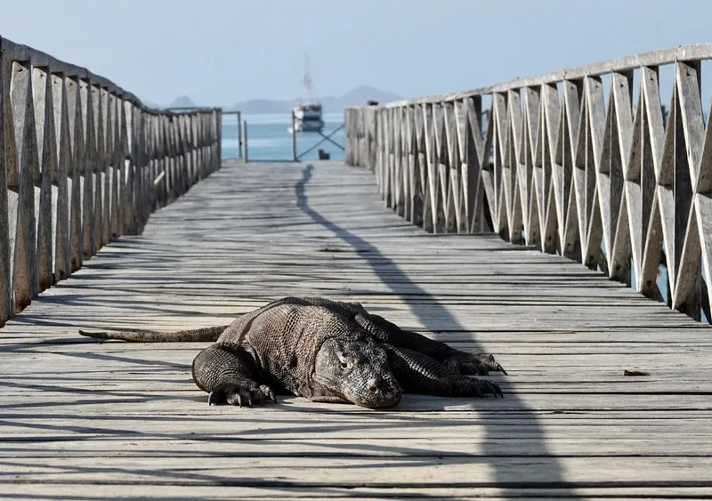 Un grand varan de Komodo se repose sur un ponton en bois