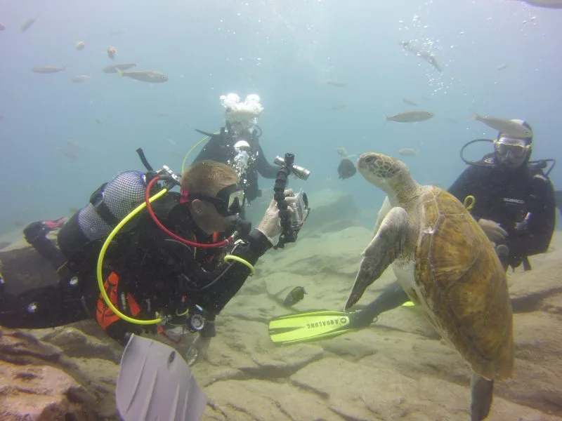 Plongeurs interagissent avec une tortue marine dans un environnement sous-marin