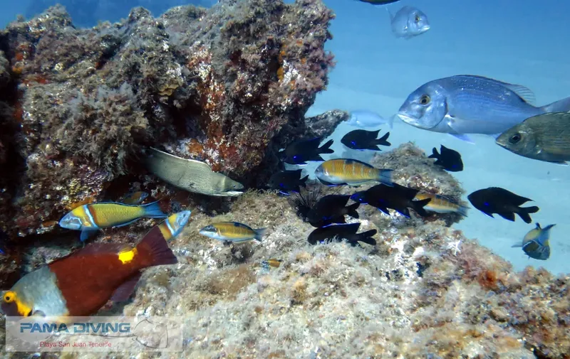Rochers sous-marins avec banc de poissons colorés et lumière naturelle