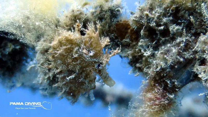 Un poisson-fantôme se camoufle parmi les algues et les éponges marines
