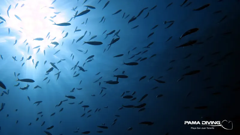 Banc de poissons argentés nageant vers la surface dans l'eau bleue