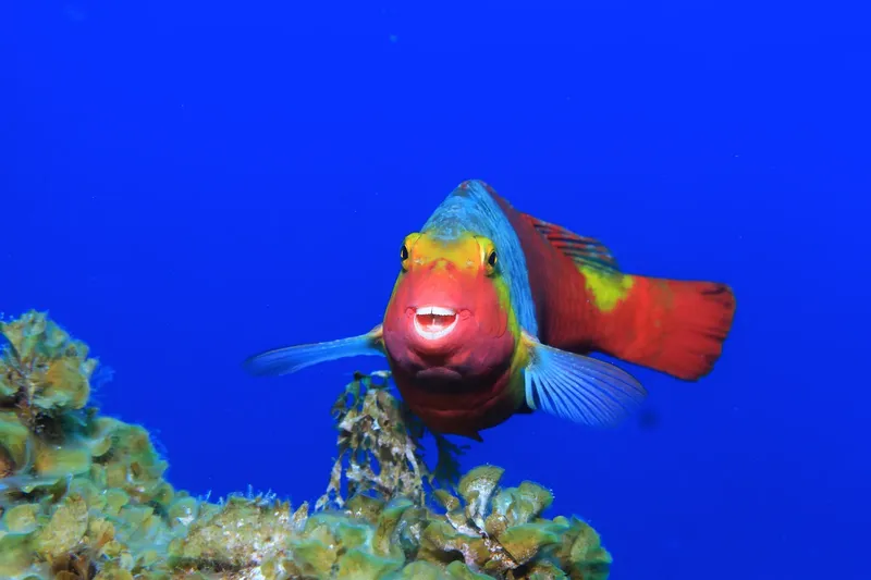 Poisson perroquet coloré nageant près d'un récifal corallien bleu