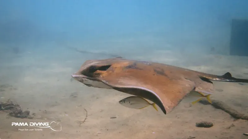 Raie manta nageant gracieusement dans les eaux claires avec un petit poisson