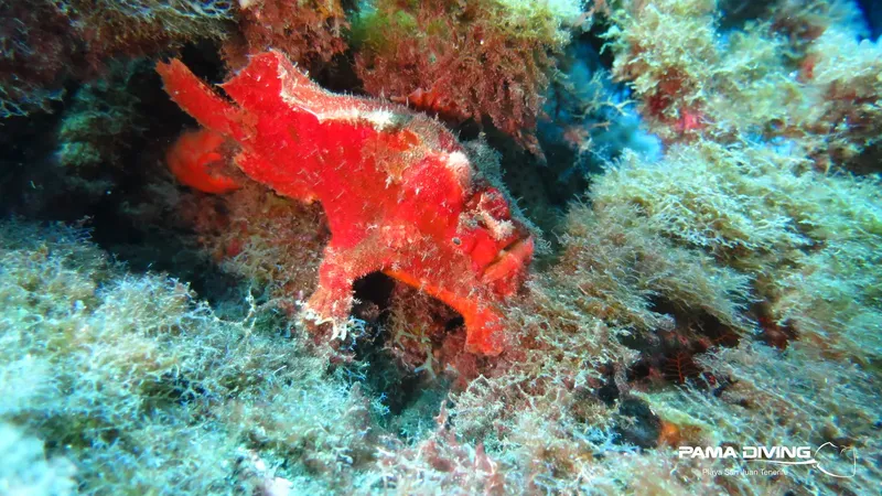 Poisson-scorpion rouge vif se camouflant parmi les algues et coraux