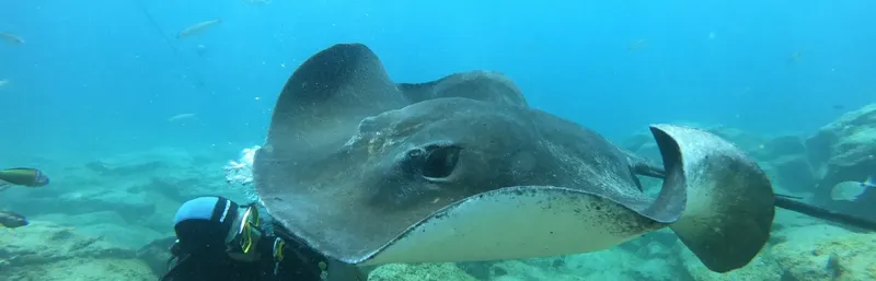 Raie manta nageant avec un plongeur dans une eau claire et bleue