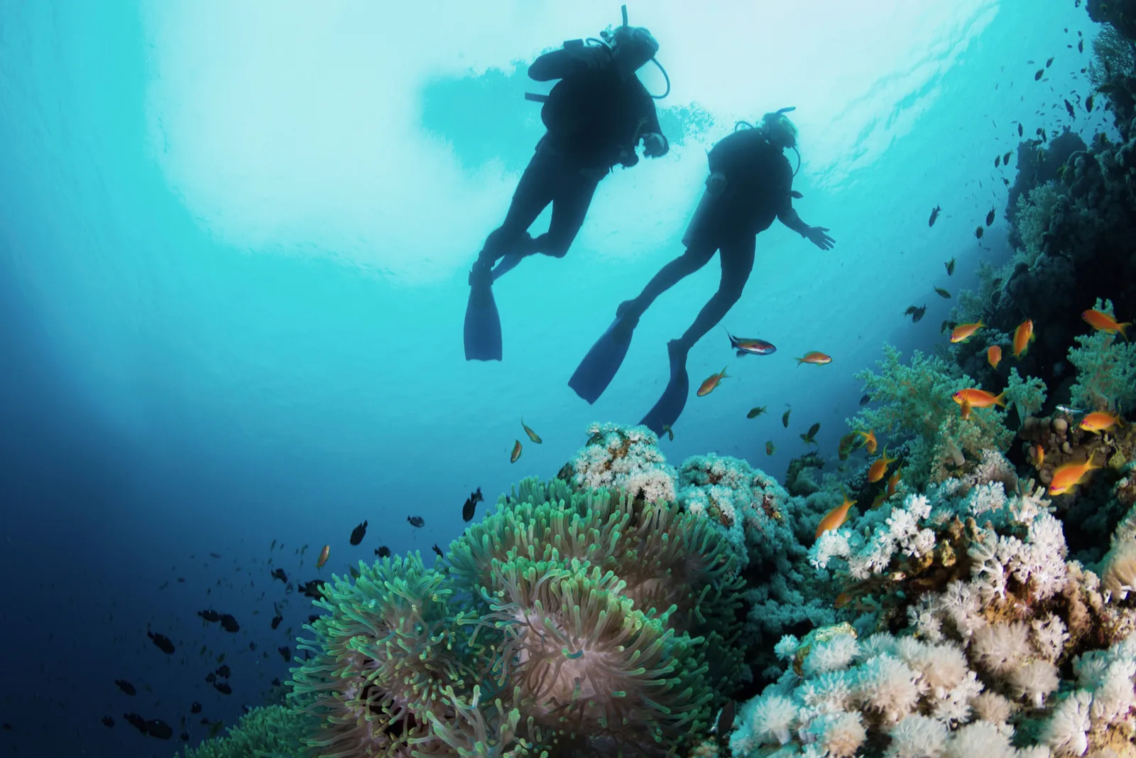 Dive Travelsub S.l.u.