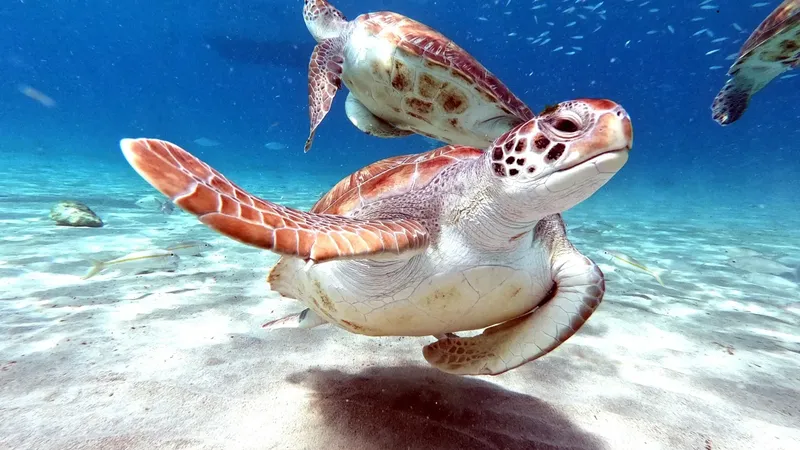 Deux tortues marines nagent gracieusement dans une eau claire et turquoise