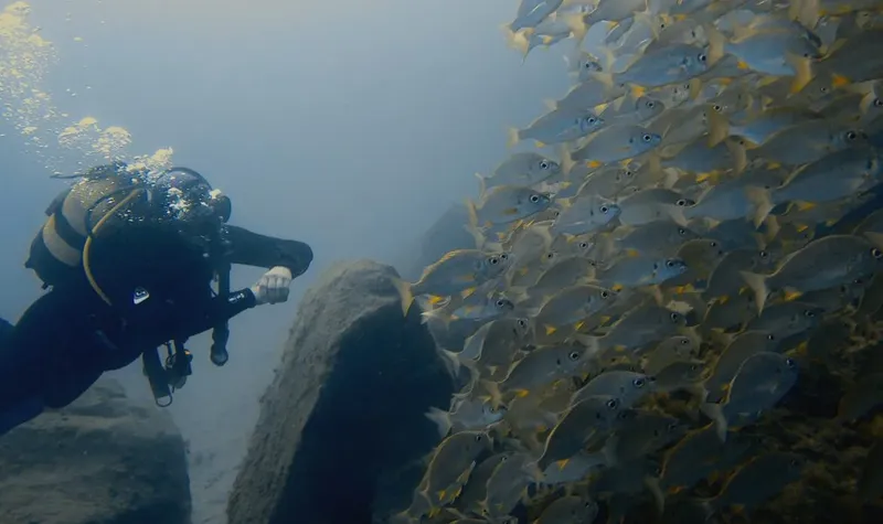 Plongeur et banc de poissons près d'une structure rocheuse sous-marine