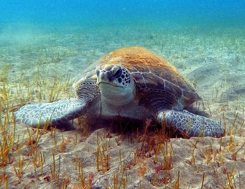 Tortue marine nageant paisiblement sur un fond sablonneux et herbeux
