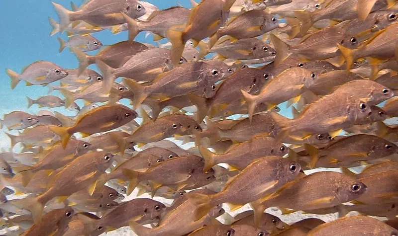 Banc de poissons gris et jaunes nageant en formation serrée