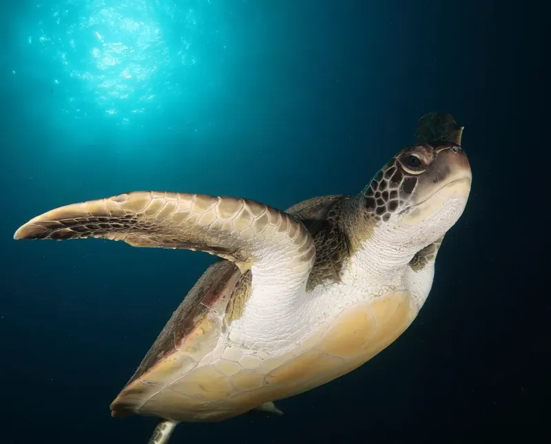 Tortue marine nageant paisiblement dans les eaux bleues et lumineuses