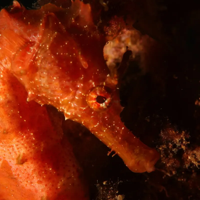 Hippocampe rougeoyant se fondant dans un environnement marin sombre et texturé