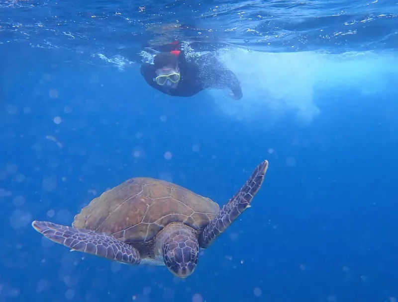 Une tortue marine nage avec un plongeur dans l'eau bleue