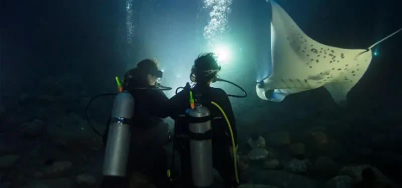 Deux plongeurs observent une raie manta majestueuse dans l'eau
