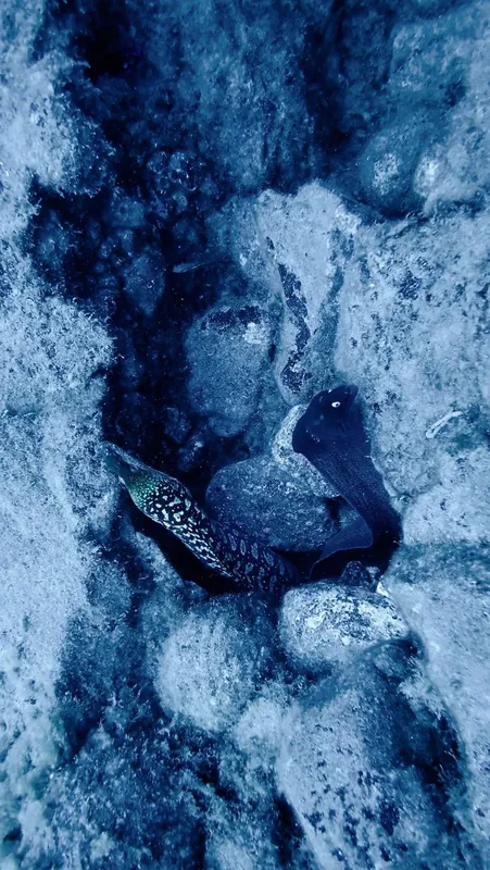 Muraille rocheuse sous-marine avec une murène cachée dans un trou