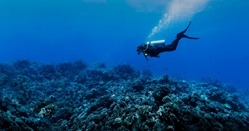 Plongeur explorant un récif corallien bleu et vibrant