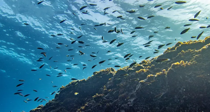 Banc de poissons au-dessus d'un récifal rocheux en milieu marin